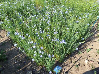 Click for 1 image(s) for this accession.